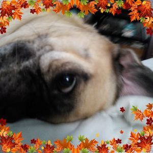 Meet your Posher, Barbara